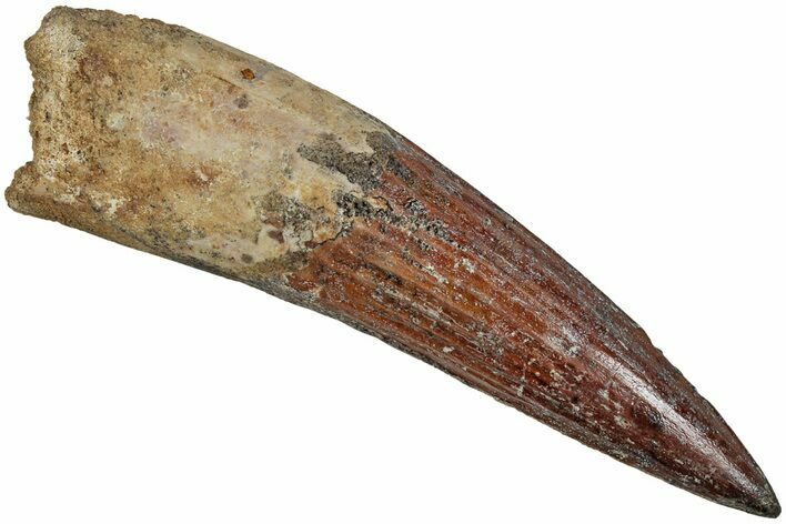 Fossil Spinosaurus Tooth - Real Dinosaur Tooth #233788
